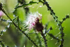 Silybum marianum dry flowers, thorny thistle flower. Medicinal plant milk Thistle closeup. Milk thistle flower in bloom. royalty free stock photos Silybum marianum dry flowers, thorny thistle flower. Medicinal plant milk Thistle closeup. Milk thistle flower in bloom. royalty free stock photos