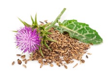 Silybum marianum Milk Thistle. stock photos Silybum marianum Milk Thistle. stock photos