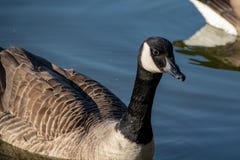 Simning för canadensis för Kanada gåsbranta på en lugna sjö med reflexion royaltyfria bilder Simning för canadensis för Kanada gåsbranta på en lugna sjö med reflexion royaltyfria bilder