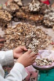 Simple life. A lot of Paper wasp nest with larva in Laos woman hands, local exotic food in Laos and southeast asia. daily morning royalty free stock photos Simple life. A lot of Paper wasp nest with larva in Laos woman hands, local exotic food in Laos and southeast asia. daily morning royalty free stock photos