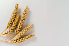 Simple wheat close up on white background royalty free stock image Simple wheat close up on white background royalty free stock image