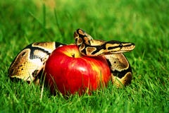 Sin snake apple