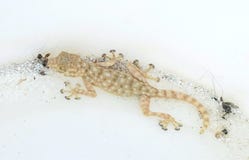 Sinai Fan Fingered Gecko Trapped in a Bucket stock photos Sinai Fan Fingered Gecko Trapped in a Bucket stock photos