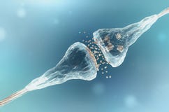 Sinapsi e neurone Sinapsi e neurone