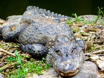 Sinensis d'alligator se trouvant sur une roche photo libre de droits Sinensis d'alligator se trouvant sur une roche photo libre de droits