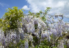 Sinensis Wisteria στην πορφυρή άνθιση και μπλεγμένοι κλάδοι με το ηλιόλουστο υπόβαθρο ουρανού στοκ εικόνα Sinensis Wisteria στην πορφυρή άνθιση και μπλεγμένοι κλάδοι με το ηλιόλουστο υπόβαθρο ουρανού στοκ εικόνα