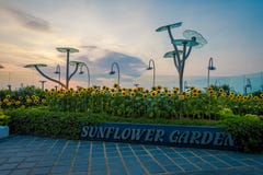 SINGAPORE, SINGAPORE - JANUARY 30, 2018: Outdoor view of the Sunflower Garden inside of the Singapore Changi Airport stock photography SINGAPORE, SINGAPORE - JANUARY 30, 2018: Outdoor view of the Sunflower Garden inside of the Singapore Changi Airport stock photography