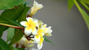 SINGAPURA - 3 de abril de 2015: Flores e plantas diferentes na abóbada da flor em jardins pela baía fotos de stock SINGAPURA - 3 de abril de 2015: Flores e plantas diferentes na abóbada da flor em jardins pela baía fotos de stock