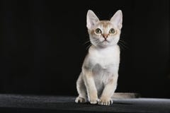 Singapura kitten royalty free stock photo Singapura kitten royalty free stock photo