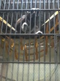 Singe photos stock Singe photos stock