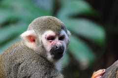 Singe avec l'inflammation sur l'oeil dans le zoo Allemagne images stock Singe avec l'inflammation sur l'oeil dans le zoo Allemagne images stock