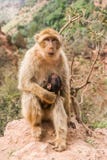 Singe avec le bébé à la cascade chez Ouzoud photos libres de droits Singe avec le bébé à la cascade chez Ouzoud photos libres de droits