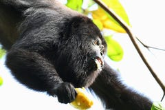 Singe d'hurleur noir mangeant d'un fruit d'anarcadier Photo stock Singe d'hurleur noir mangeant d'un fruit d'anarcadier Photo stock