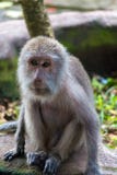 Singe de Balinese photos libres de droits Singe de Balinese photos libres de droits