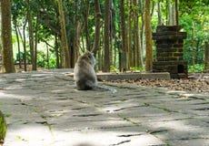 Singe de macaque seul se reposant sur la grande pierre attendant son ami dans le jardin photographie stock Singe de macaque seul se reposant sur la grande pierre attendant son ami dans le jardin photographie stock