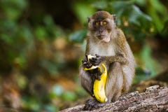 Singe mangeant une banane Image stock Singe mangeant une banane Image stock