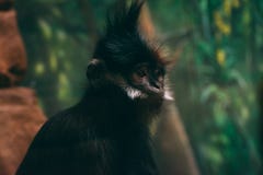 Singe mignon de bébé chez Cleveland Zoo images stock Singe mignon de bébé chez Cleveland Zoo images stock