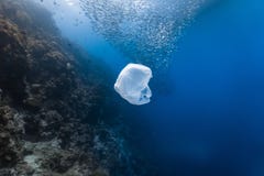Singel-bruk plast- och skola av fisken i en grund rev royaltyfri fotografi Singel-bruk plast- och skola av fisken i en grund rev royaltyfri fotografi