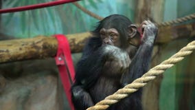 Scarica Gratis Images Chimpanze Animal Mammifere Dans Le Zoo Banque De Videos Video Du le plus cool par