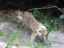 Singes intelligents photo libre de droits Singes intelligents photo libre de droits