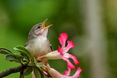 Singing Bird Royalty Free Stock Photo Singing Bird Royalty Free Stock Photo