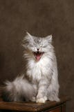 Singing Cat Stock Photos