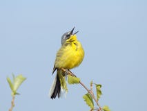 Singing Yellow Wagtail Stock Photo Singing Yellow Wagtail Stock Photo