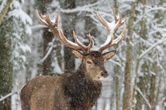 Single adult noble deer with big beautiful horns on snowy field on forest background. European wildlife landscape with snow and de