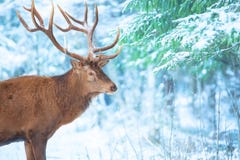 Single adult noble deer portrait with big beautiful horns with snow on winter forest background. European wildlife landscape with stock photos Single adult noble deer portrait with big beautiful horns with snow on winter forest background. European wildlife landscape with stock photos