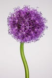 Single allium flower with bright violet head on a white background