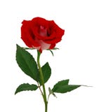 Single beautiful red rose royalty free stock photography Single beautiful red rose royalty free stock photography