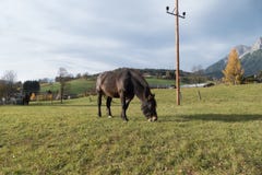 Single brown horse on a mountain pasture royalty free stock image Single brown horse on a mountain pasture royalty free stock image