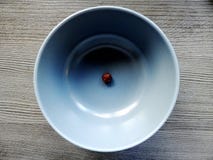 Single corn flake in a blue bowl viewed from the top royalty free stock photos Single corn flake in a blue bowl viewed from the top royalty free stock photos