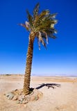 Single Date Palm Royalty Free Stock Photo Single Date Palm Royalty Free Stock Photo