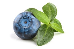 Single Fresh Blueberry With Leaf Isolated On White Background Stock Image