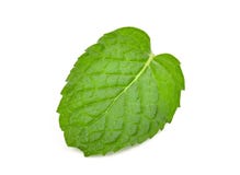Single fresh mint leaf isolated on white royalty free stock image Single fresh mint leaf isolated on white royalty free stock image