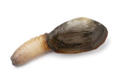 Single fresh raw alive soft  shell clam on white background