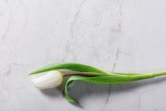 Single fresh tulip on a marble background. Royalty Free Stock Image Single fresh tulip on a marble background. Royalty Free Stock Image