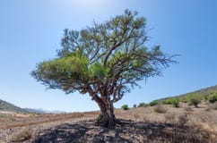 Single lonely green tree growing in Morocco royalty free stock photography Single lonely green tree growing in Morocco royalty free stock photography