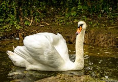Single Mute Swan Stock Image Single Mute Swan Stock Image