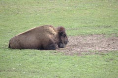 Single powerful buffalo / bison lying stock photography Single powerful buffalo / bison lying stock photography