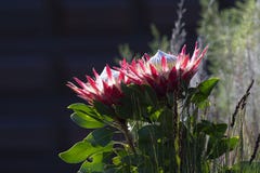 Single Protea, Protea cynaroides royalty free stock images Single Protea, Protea cynaroides royalty free stock images