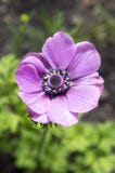 Single purple ornamental anemone coronaria de caen in bloom royalty free stock photo Single purple ornamental anemone coronaria de caen in bloom royalty free stock photo