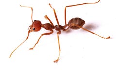 Single Red Ant