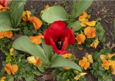 Single Red Garden Tulip And Orange Pansy In A Garden Along A