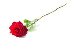 Single red rose flower