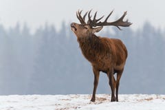 Single roaring adult deer with big beautiful horns on snowy field on forest background stock photography Single roaring adult deer with big beautiful horns on snowy field on forest background stock photography