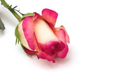 Single Rose Royalty Free Stock Photo