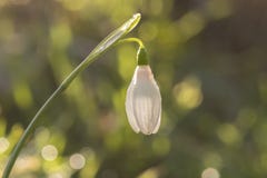 A single snowdrop on a sunny day royalty free stock photo A single snowdrop on a sunny day royalty free stock photo