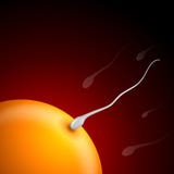 Single Sperm Fertilizing Egg